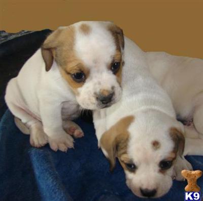 Bulldog Puppies for Sale