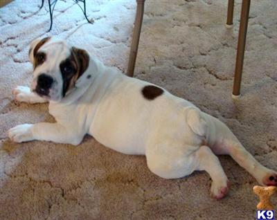 Bulldog Puppies for Sale