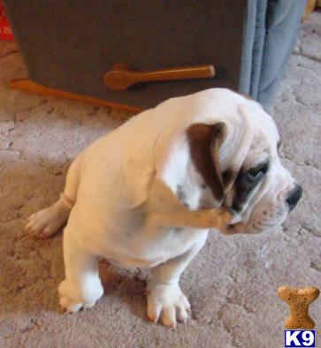 Bulldog Puppies for Sale