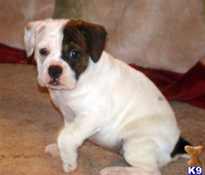Bulldog Puppies for Sale