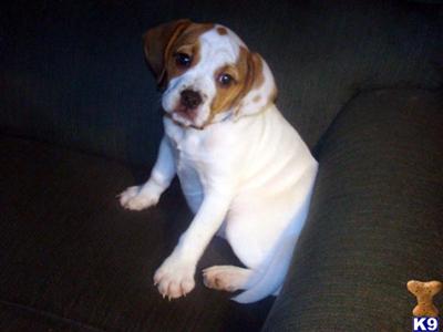 Bulldog Puppies for Sale