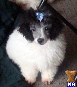 Mixed Breed Puppies for Sale