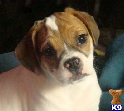 Bulldog Puppies for Sale