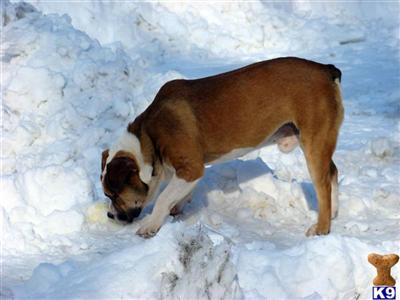 Dogs for Sale in OH
