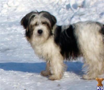 Dogs for Sale in OH