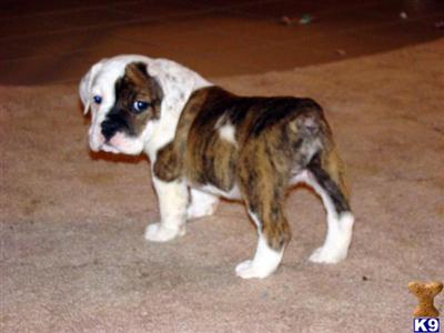 Bulldog Puppies for Sale