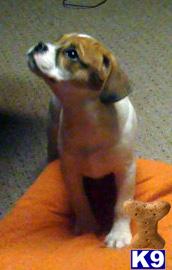 Bulldog Puppies for Sale