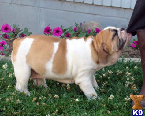 English Bulldog Puppies in OH