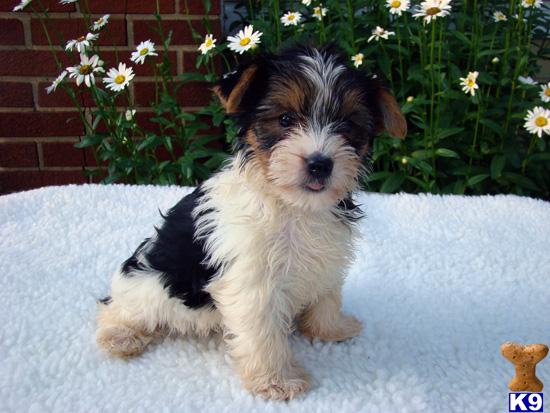 Yorkshire Terrier Puppies for Sale