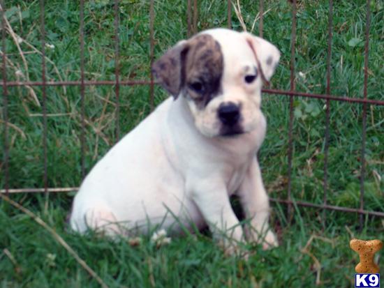 English Bulldog Puppies in OH