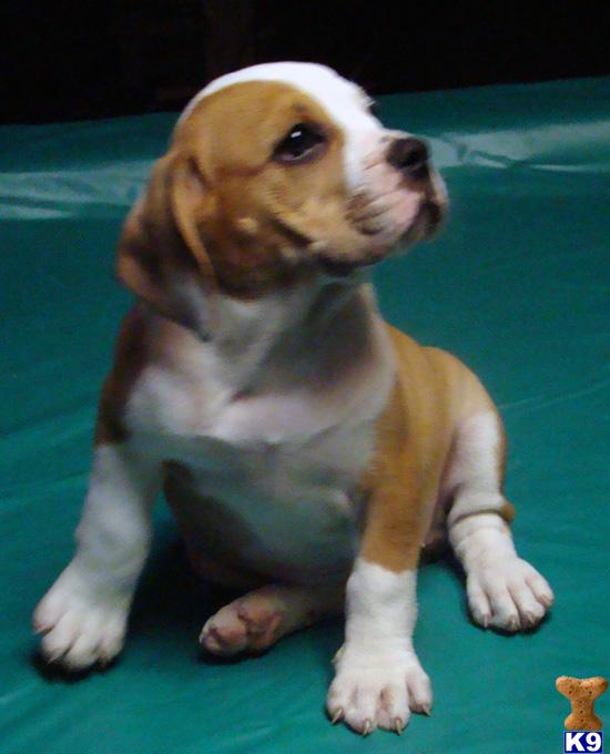Puppies in Millersburg