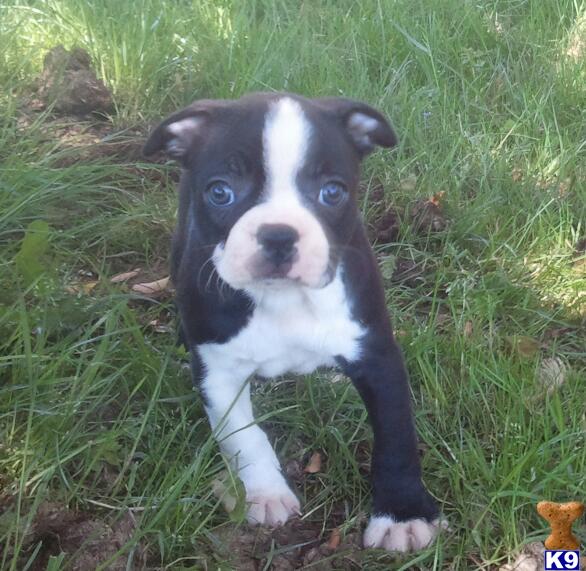 Puppies in Millersburg