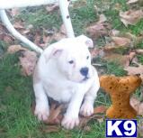 English Bulldog Puppies