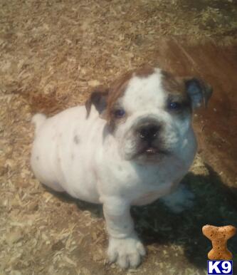 English Bulldog Puppies