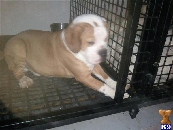 Dogs for Sale in OH