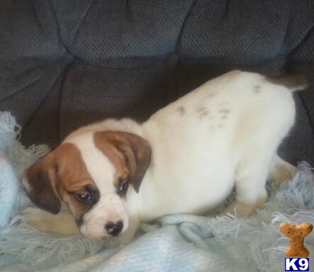 English Bulldog Puppies