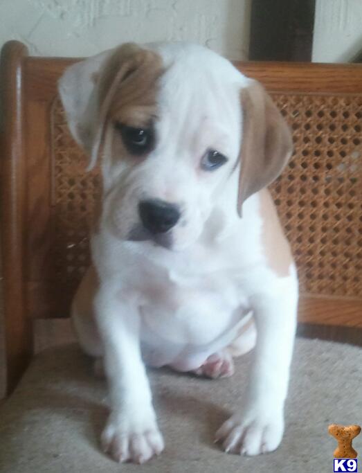 English Bulldog Puppies