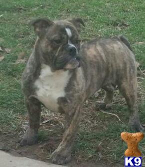 English Bulldog Puppies