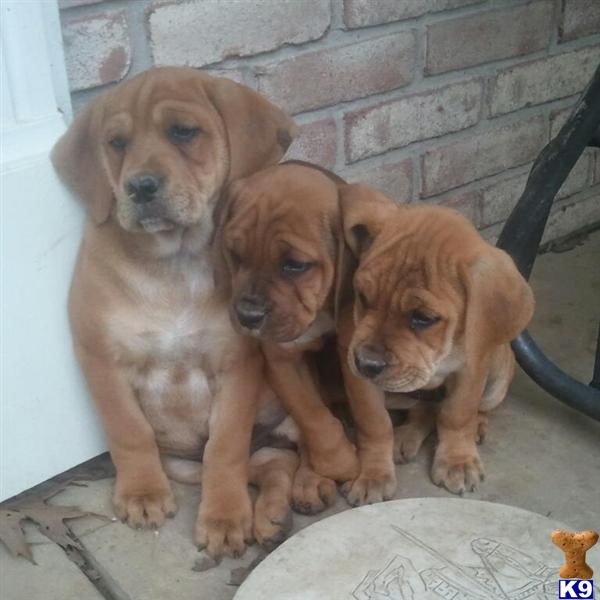 English Bulldog Puppies in OH