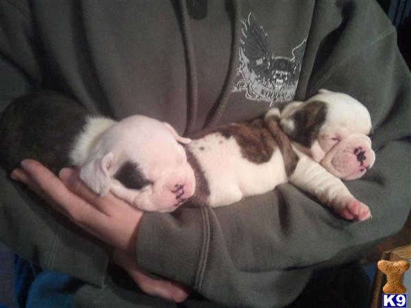 English Bulldog Puppies