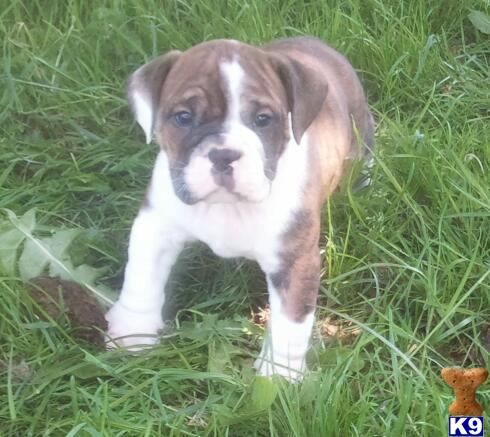 English Bulldog Puppies in OH