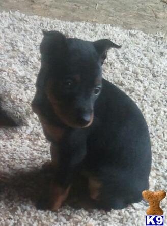 Puppies in Millersburg