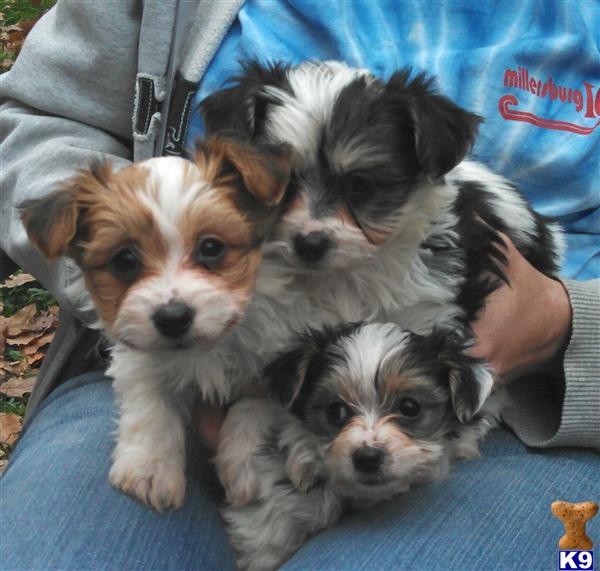 yorkie chon puppies for sale mixed breed puppy for sale beautiful yorkie chon puppies 3 6 years yorkie chon puppies for sale mixed breed puppy for sale beautiful yorkie chon puppies 3 6 years