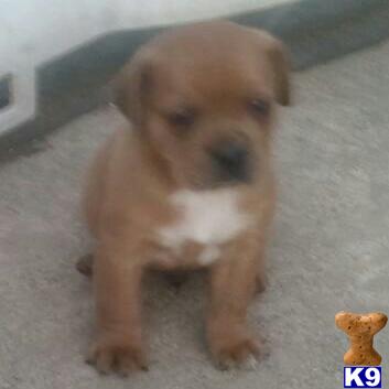 Puppies in Millersburg