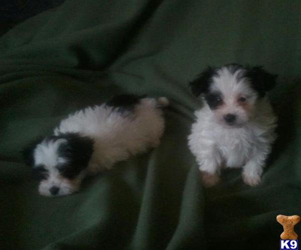 Mixed Breed Puppies