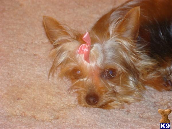 Hypoallergenic Dogs