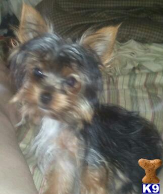 Hypoallergenic Dogs