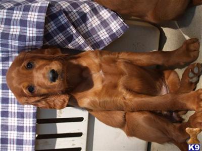 Irish Setter Puppies for Sale
