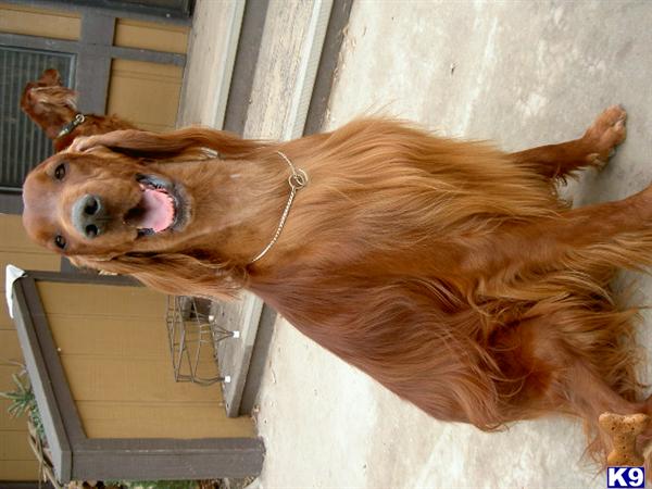Dogs - Irish Setter