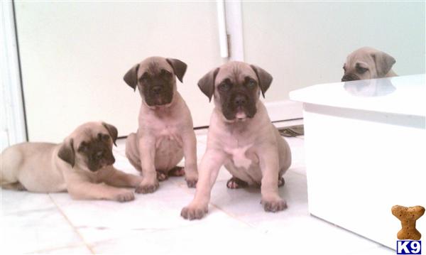 Presa Canario Puppies