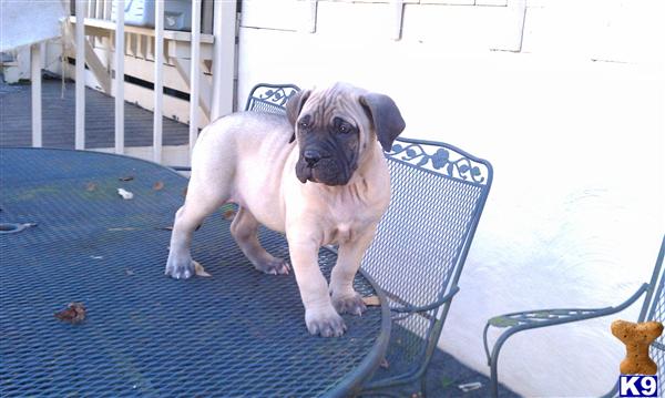 Presa Canario Puppies