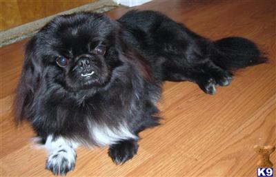 Stud Dogs - Pekingese