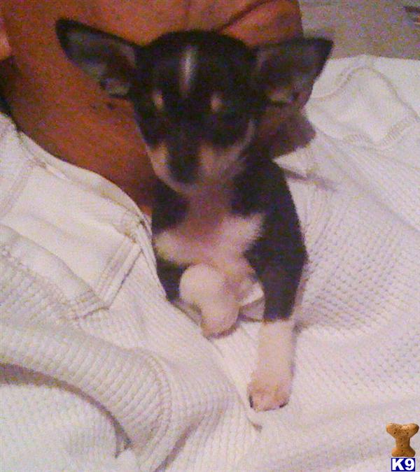 Puppies in Covington