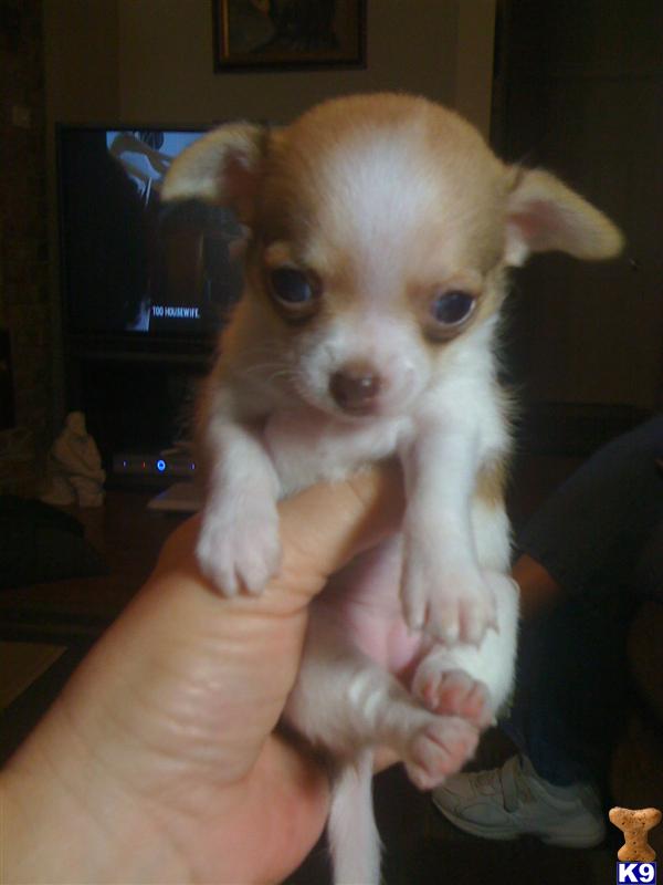 Puppies in Covington
