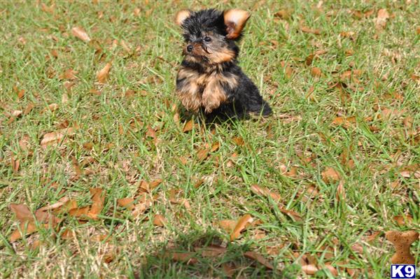 Puppies in Covington