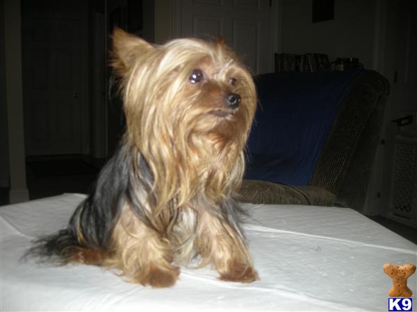 Stud Dogs - Yorkshire Terrier