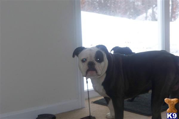 Dogs for Sale in VA