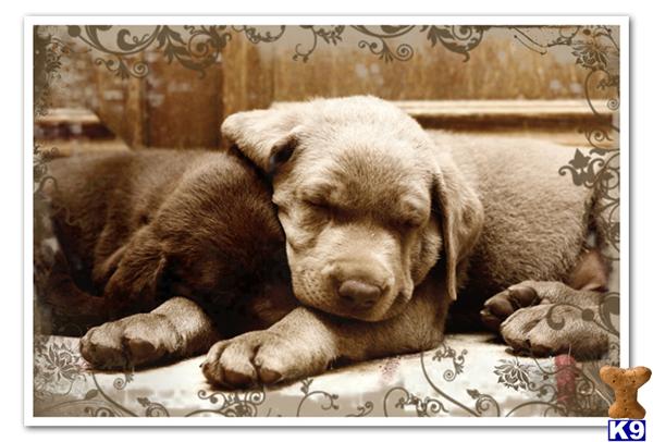 Puppies in Conroe