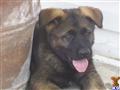 Puppies for Sale