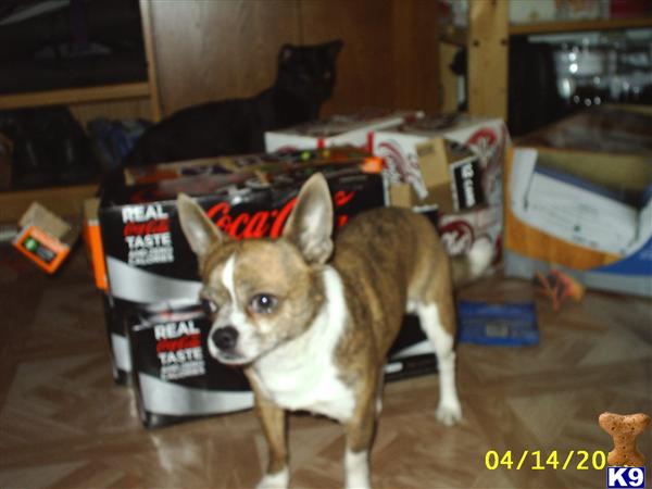 Stud Dogs - Chihuahua