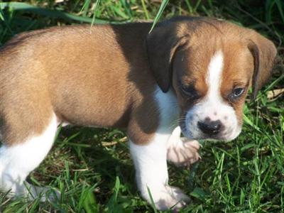 English Bulldog Puppies for Sale