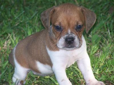 English Bulldog Puppies for Sale