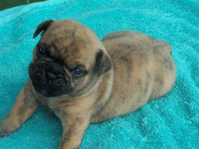 English Bulldog Puppies for Sale