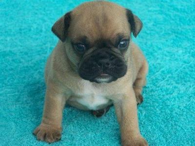 English Bulldog Puppies for Sale