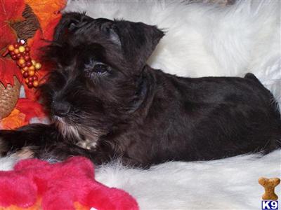 Miniature Schnauzer Puppies for Sale