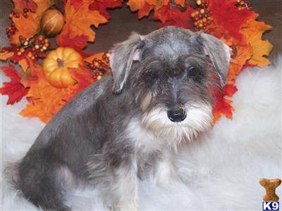 Miniature Schnauzer Puppies for Sale